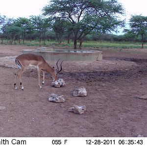 Trail Camera Namibia