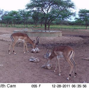 Trail Camera Namibia