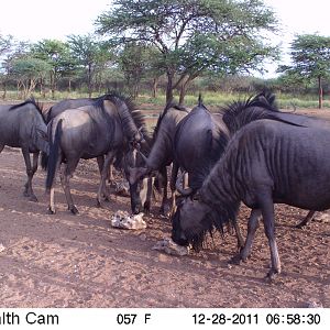 Trail Camera Namibia