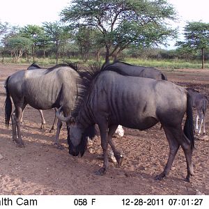 Trail Camera Namibia