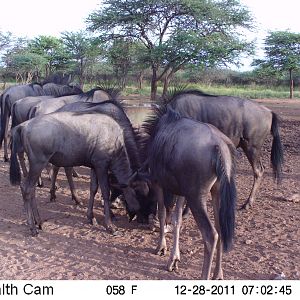 Trail Camera Namibia