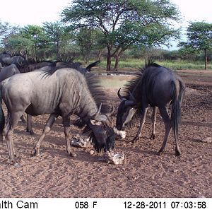 Trail Camera Namibia