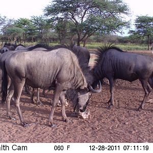 Trail Camera Namibia