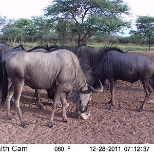 Trail Camera Namibia