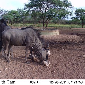 Trail Camera Namibia