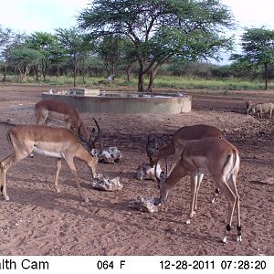 Trail Camera Namibia