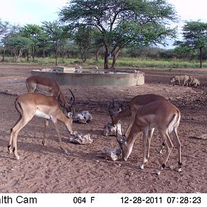 Trail Camera Namibia