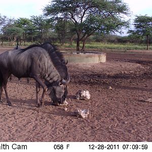 Trail Camera Namibia