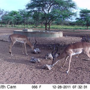 Trail Camera Namibia