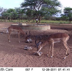 Trail Camera Namibia