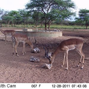 Trail Camera Namibia