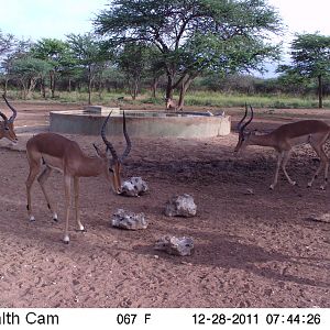 Trail Camera Namibia