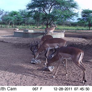 Trail Camera Namibia