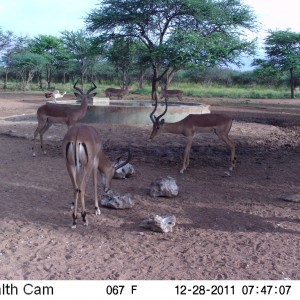 Trail Camera Namibia