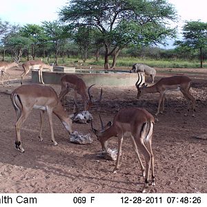 Trail Camera Namibia