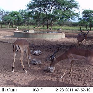 Trail Camera Namibia