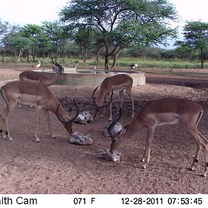 Trail Camera Namibia