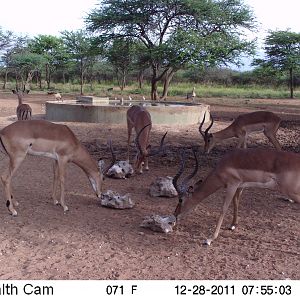 Trail Camera Namibia