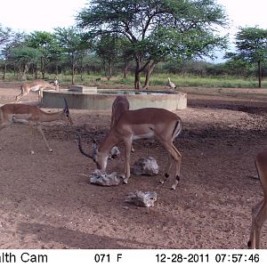 Trail Camera Namibia