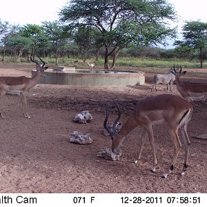 Trail Camera Namibia