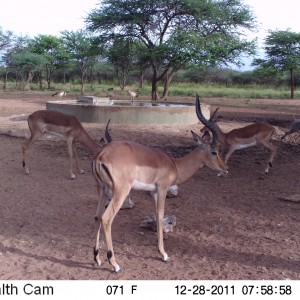 Trail Camera Namibia