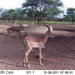 Trail Camera Namibia