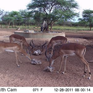 Trail Camera Namibia