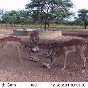 Trail Camera Namibia