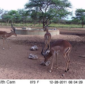 Trail Camera Namibia