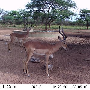 Trail Camera Namibia