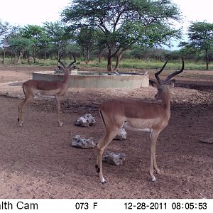 Trail Camera Namibia