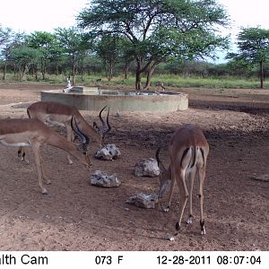 Trail Camera Namibia