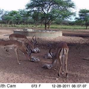 Trail Camera Namibia