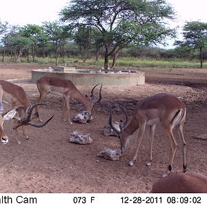 Trail Camera Namibia