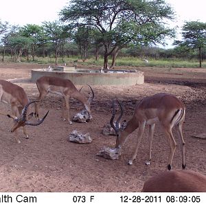 Trail Camera Namibia