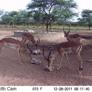 Trail Camera Namibia