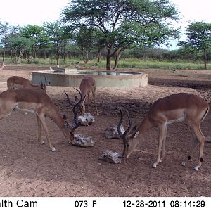 Trail Camera Namibia