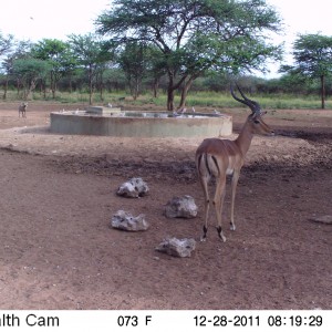 Trail Camera Namibia