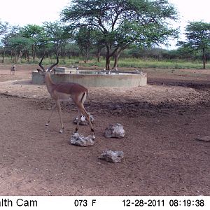 Trail Camera Namibia