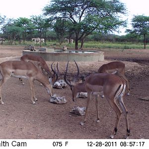 Trail Camera Namibia