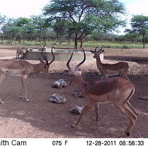 Trail Camera Namibia