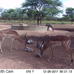 Trail Camera Namibia