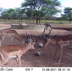 Trail Camera Namibia