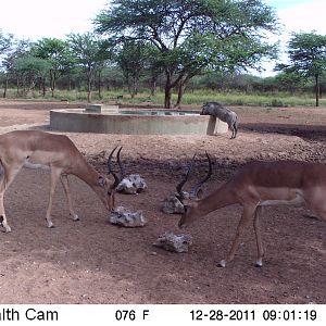 Trail Camera Namibia