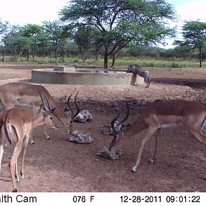 Trail Camera Namibia