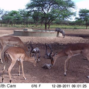 Trail Camera Namibia