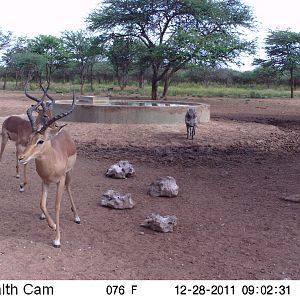 Trail Camera Namibia