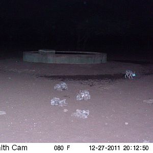 Trail Camera Namibia