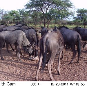 Trail Camera Namibia