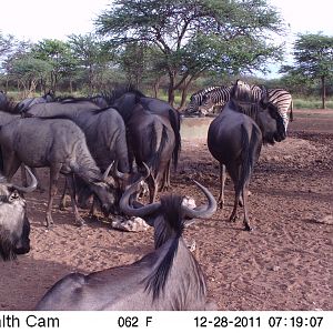 Trail Camera Namibia